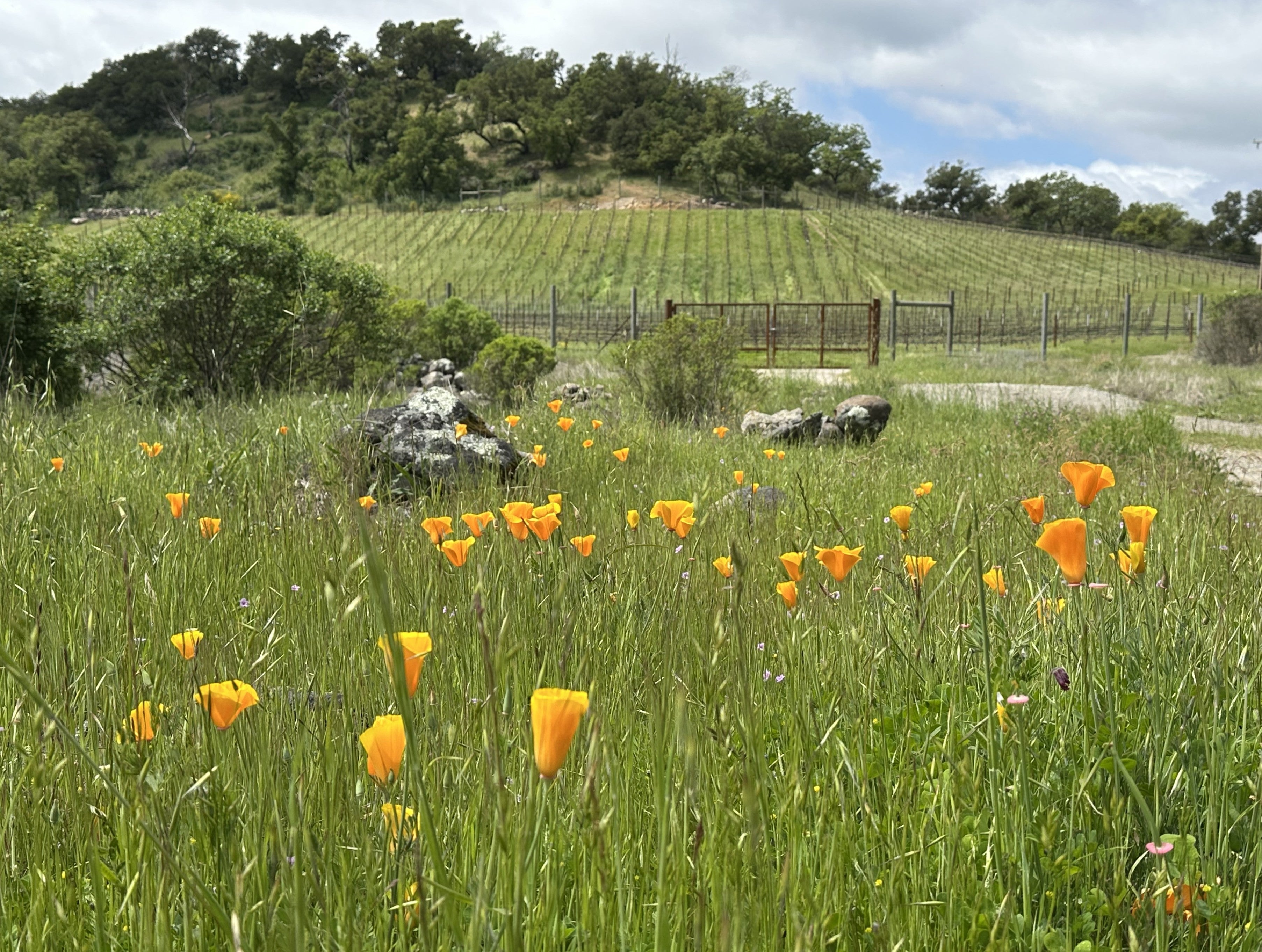 Vindicta Estate Acquires Atlas Peak Vineyard