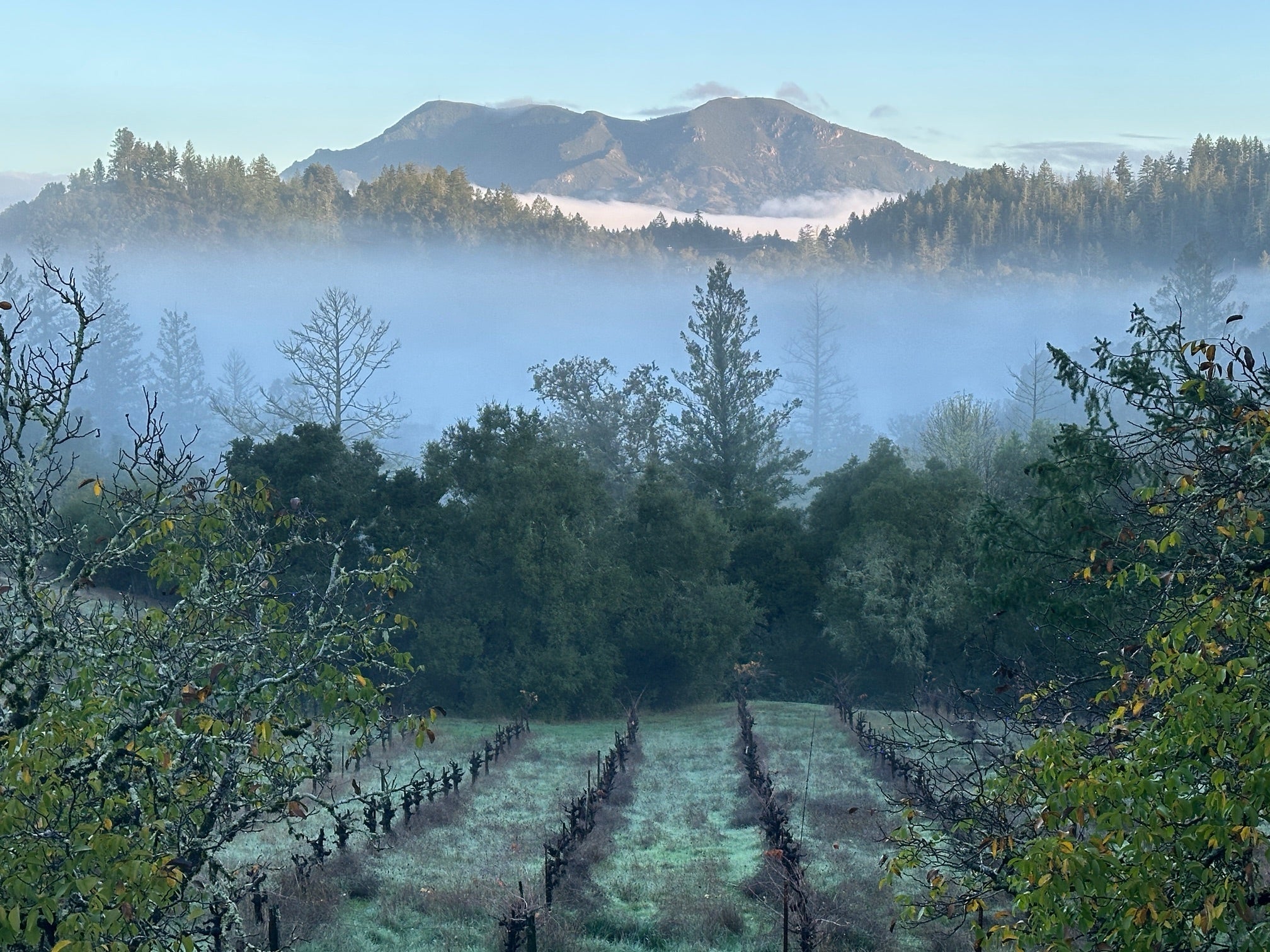Vindicta Estate Adds Old Vine Vineyard to Portfolio