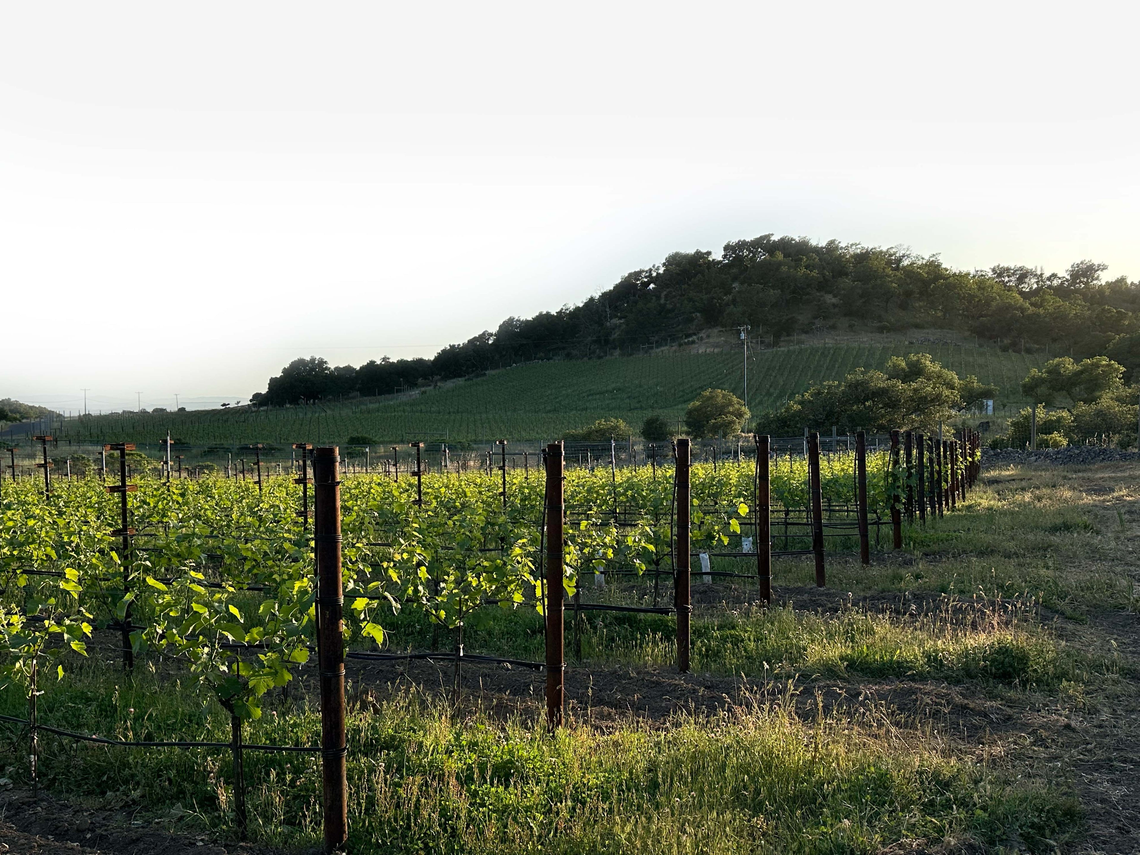 Vindicta Estate Introduces 2023 Sauvignon Blanc at Taste of Atlas Peak